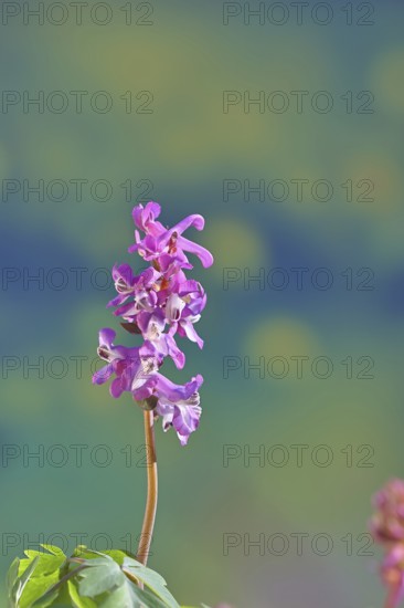 Hollow larkspur (Corydalis cava), inflorescence in a beech forest, spring, Wilnsdorf, North