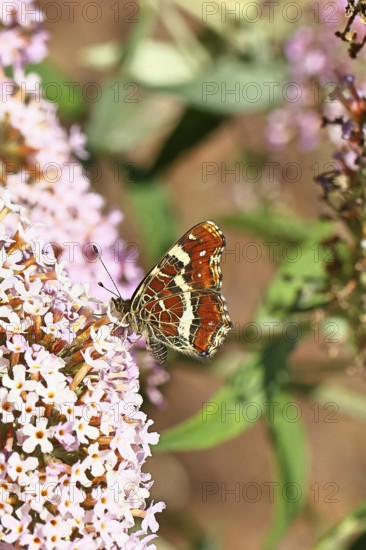 Land carder (Araschnia levana), summer generation, closed wings, underside of wings, on a summer
