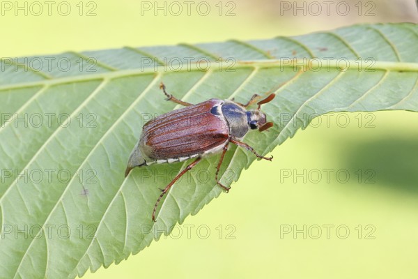 May beetle, wood cockchafer (Melolontha hippocastani), male, on leaf of a horse chestnut (Aesculus