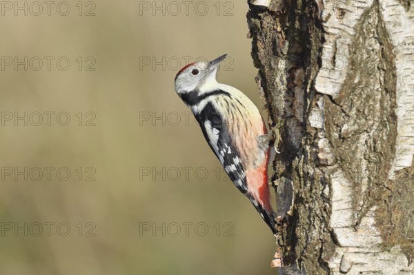 Middle spotted woodpecker (Dendrocopos medius), foraging on the trunk of a common birch (Betula