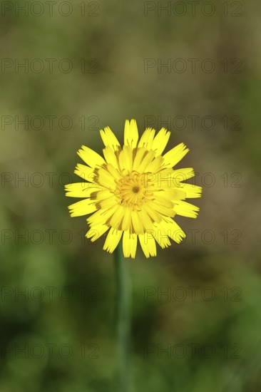 Mouse-ear hawkweed, also known as mouse-eared hawkweed or long-haired hawkweed (Hieracium