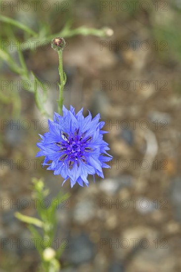 Cornflower (Centaurea cyanus), blue flower at the edge of a field, Wilnsdorf, North