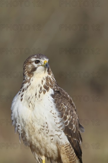 Buzzard (buteo buteo), light-coloured variant, light morph, side view, animal portrait, wildlife,