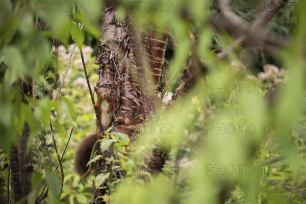 Eurasian squirrel (Sciurus vulgaris), squirrel climbs on a tree trunk and is partially covered by