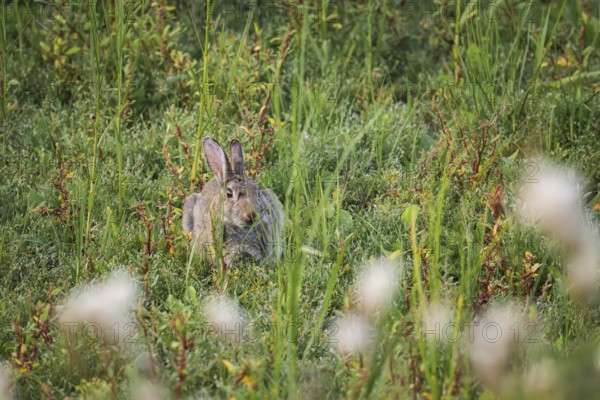 Wild rabbit (Oryctolagus cuniculus) adult, sitting hidden in dense coastal grass and low