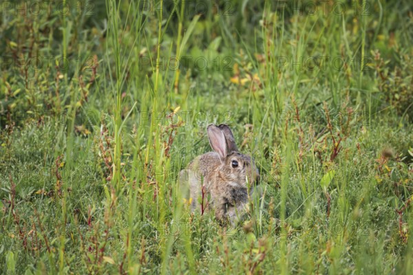 Wild rabbit (Oryctolagus cuniculus) adult, sitting in high coastal grass and low vegetation, side