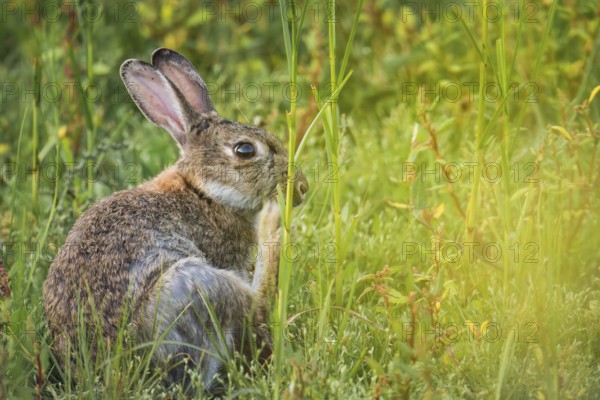 Wild rabbit (Oryctolagus cuniculus) adult, sitting in high coastal grass and scratching itself,
