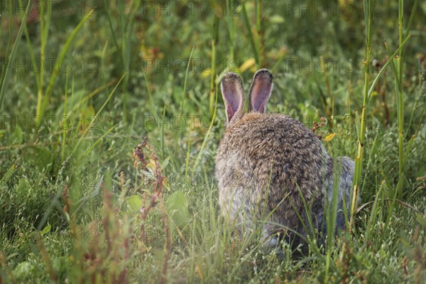 Wild rabbit (Oryctolagus cuniculus) adult, sitting from behind in tall grass, erect ears and fluffy
