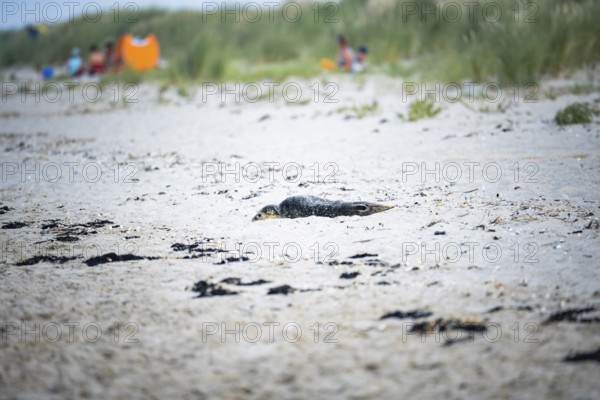Harbour seal (Phoca vitulina) pup, howler, lying on a sandy beach, blurred dunes and people in the