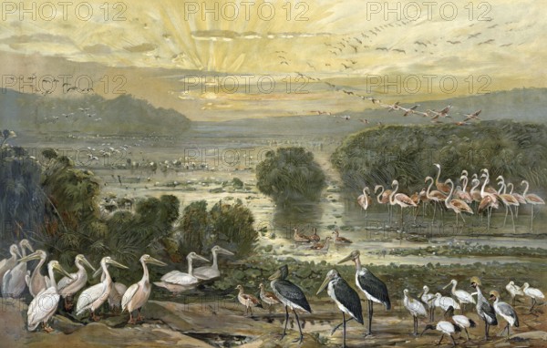 Bird colony on the Upper Nile, Sudan, Africa, authentic reproduction of a school mural, historical,