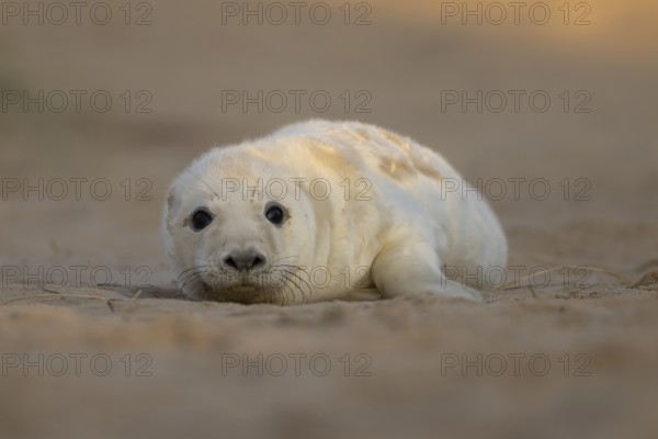 Grey seal (Halichoerus grypus) juvenile baby pup animal resting on a sand dune by a beach in