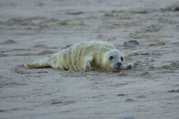 Grey seal (Halichoerus grypus) juvenile baby pup animal resting on a sandy beach in winter,