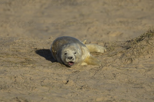 Grey seal (Halichoerus grypus) sleepy juvenile baby pup animal yawning on a sandy beach in winter,
