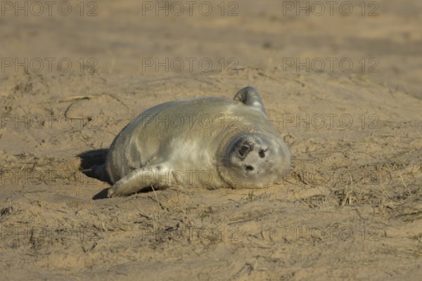 Grey seal (Halichoerus grypus) juvenile baby pup animal sleeping on a sand dune on a beach in