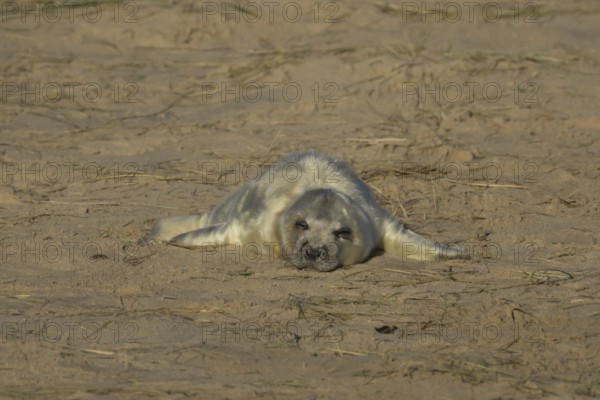 Grey seal (Halichoerus grypus) juvenile baby pup animal sleeping on the sand of a beach in winter,