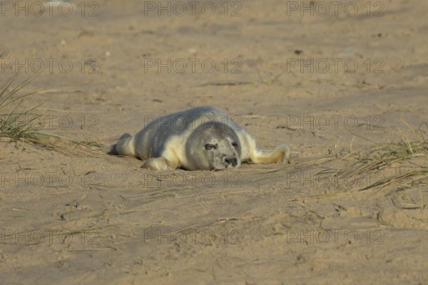 Grey seal (Halichoerus grypus) juvenile baby pup animal sleeping on a sandy beach in winter,