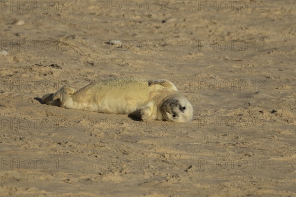Grey seal (Halichoerus grypus) juvenile baby pup animal resting on a sandy beach in winter,