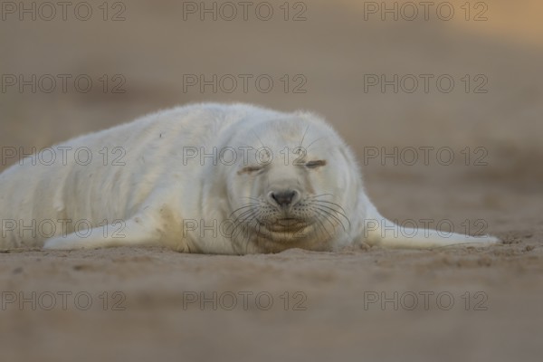 Grey seal (Halichoerus grypus) juvenile baby pup animal sleeping on a sand dune on a beach in