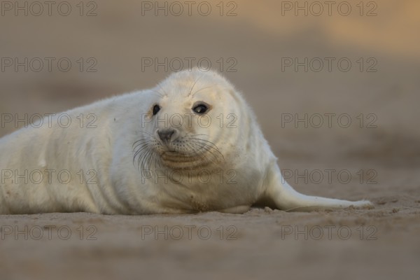 Grey seal (Halichoerus grypus) juvenile baby pup animal resting in a sand dune by a beach in
