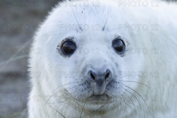 Grey seal (Halichoerus grypus) juvenile baby pup animal head portrait in winter, England, United