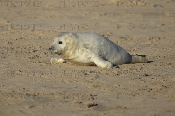 Grey seal (Halichoerus grypus) juvenile baby pup animal on a sandy beach in winter, England, United