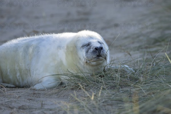 Grey seal (Halichoerus grypus) juvenile baby pup animal sleeping by a sand dune on a beach in