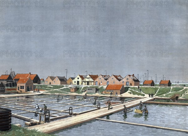 Oyster farm, oyster farm in Yerseke, province of Zeeland, Holland, Netherlands, authentic