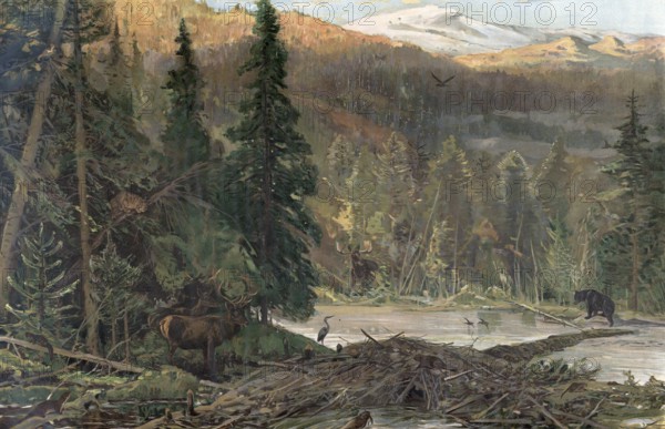 Coniferous forest in North America, Oregon, America, authentic reproduction of a school mural,