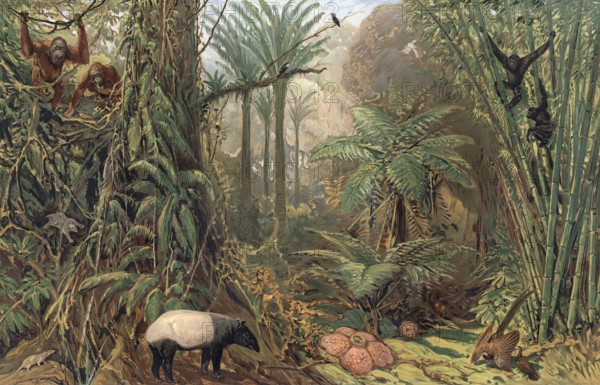 Prehistoric jungle in Sumatra, Indonesia, authentic reproduction of a school mural, historic,