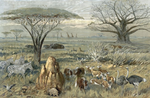 Serengeti, steppe landscape with animals in South Africa, authentic reproduction of a school mural,