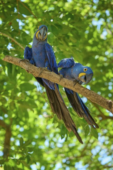 Two blue parrots on a branch with green leaves, one of them tilts its head curiously, Hyacinth