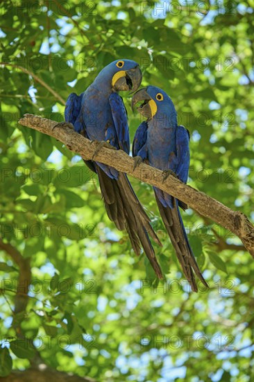 Two blue macaws on a branch amidst green leaves interacting with each other, Hyacinth Macaw