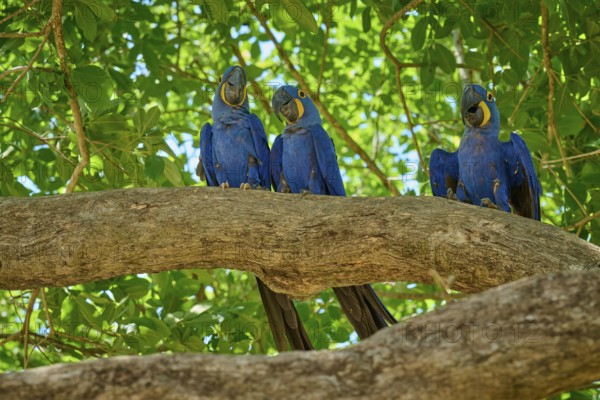 Three parrots sitting on a branch, surrounded by leaves in sunny weather, Hyacinth Macaw