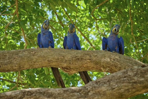 Three Hyacinth Macaws sitting next to each other on a tree in a tropical environment, Hyacinth