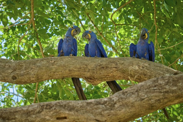Three blue parrots on a branch with green leaves in the background on a sunny day, Hyacinth Macaw