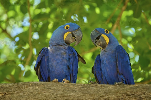 Two blue macaws sitting on a branch in a tropical environment under green leaves, Hyacinth Macaw