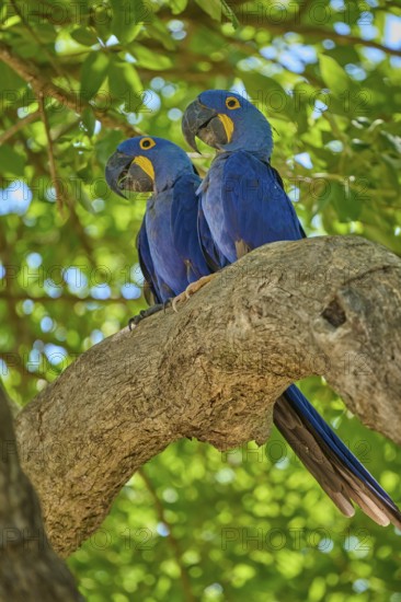 Two blue parrots side by side on a branch under a green canopy, Hyacinth Macaw (Anodorhynchus