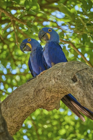 Two blue parrots on a branch, surrounded by bright green leaves, Hyacinth Macaw (Anodorhynchus