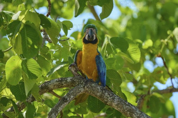 A blue and yellow parrot sits on a branch surrounded by lush green leaves on a sunny day,