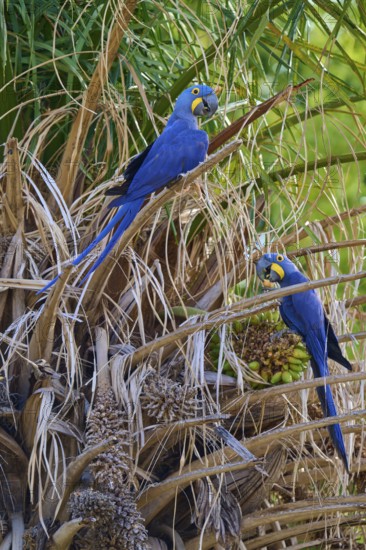 Two parrots with vivid blue feathers on dry branches in front of palm trees, Hyacinth Macaw