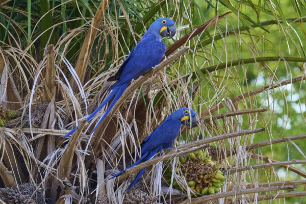 Two blue parrots sitting on a palm tree in a tropical environment, Hyacinth Macaw (Anodorhynchus