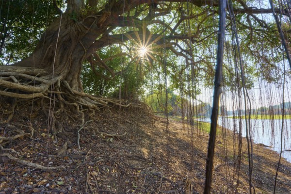 Sunlight penetrates dense tree roots on a riverbank, creates a mystical natural atmosphere,