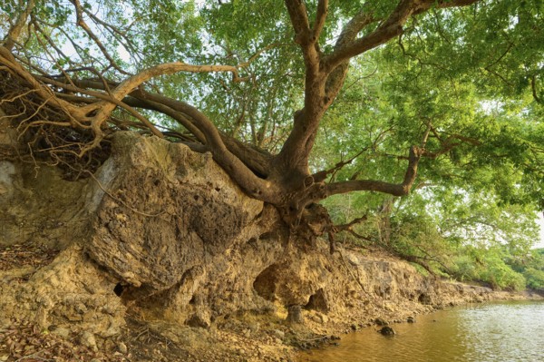 Old tree with branched roots on the banks of a river, peaceful shade, Rio Negro, Fazenda Barranco
