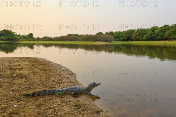 Yacare caiman (Caiman yacare, Caiman crocodilus yacara), resting on the river bank at sunrise,