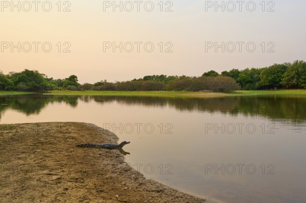 Yacare caiman (Caiman yacare, Caiman crocodilus yacara), lying on the riverbank at sunset,