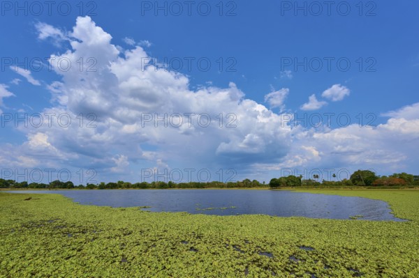 View of the lake with aquatic plants, lettuce and dramatic clouds in the sky, Fazenda Barranco