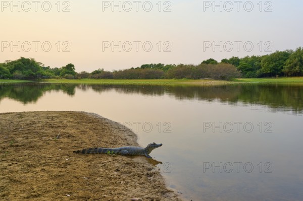 Yacare caiman (Caiman yacare, Caiman crocodilus yacara), on the banks of a river at sunrise,