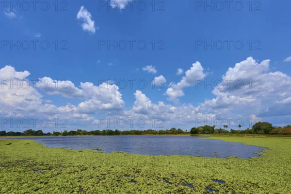 Big sky with white clouds over a lake with green water lettuce, Fazenda Barranco Alto, Pantanal,