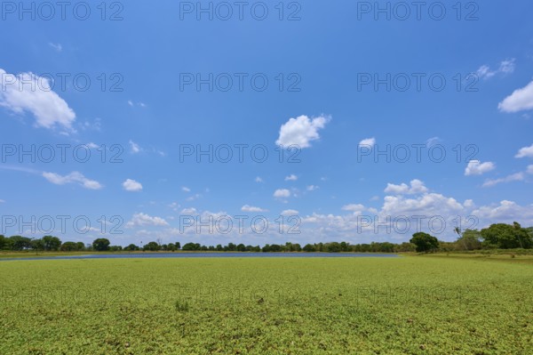 Clouds on a clear blue sky over a wide lake with lettuce, Fazenda Barranco Alto, Pantanal, UNESCO