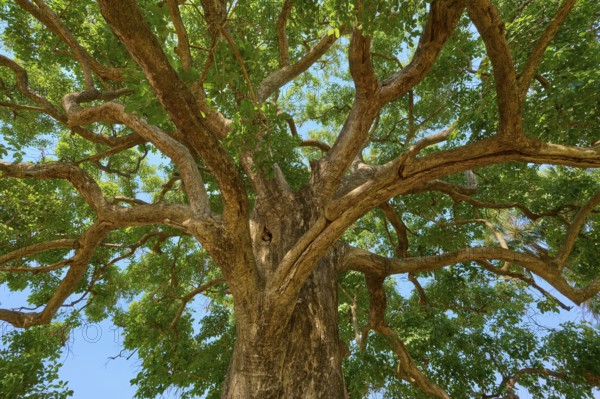 View of the treetop with branching branches and green foliage, Fazenda Barranco Alto, Pantanal,
